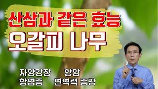 60. 산삼과 같은 효능! 만능 생활 약초 오갈피 나무! 자양강장, 항암부터 면역력 증진까지｜건강백과