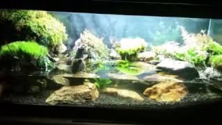 Tetra Fauna Decorative Repto Filter In My Red Clawed Crab Tank