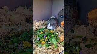 Salt&Pepper the Guinea   enjoying her snack @mydarkestdays