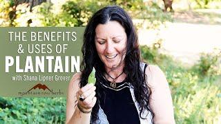 Benefits & Uses of Plantain with Shana Lipner Grover