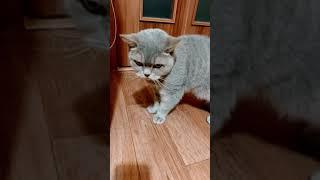 Кошка, гуляет сама по себе)
