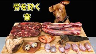 【犬の咀嚼音】珍しい肉をボリボリ食べるピットブルの咀嚼音がヤバすぎる