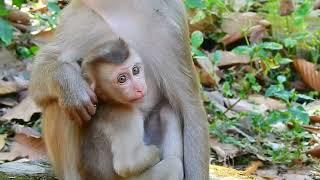 baby love love... monkey LL