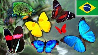 BUTTERFLIES You've NEVER seen before!  [Brazilian Rainforest; REGUA]