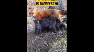 單親狐狸媽媽獨自餵養十幾個孩子 #神奇動物在抖音 #動物的感情超乎我們的想像 #萬物皆有靈