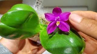 Orchid Unboxing: Phalaenopsis ((Yaphon Red Jewel x LD Bear Queen) x LD Double Dragon) from Getzen08