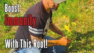 Black Eyed Susan Boosts Immunity | Foraging for Wild Plants in Appalachia