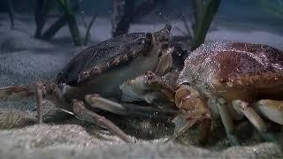 Marine Arthropods : المفصليات البحرية