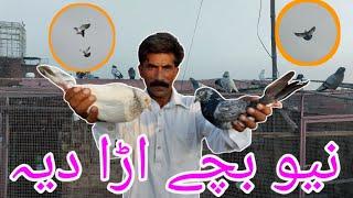 New parwazi bacha Ura Diya || Nasir Pigeons Club