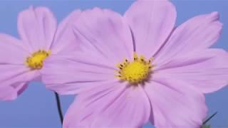 Cosmos pink flowers opening time lapse