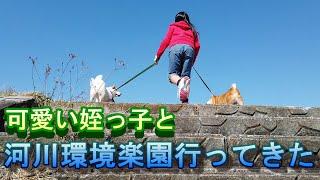 今回の「シバ犬と旅」は、「河川環境楽園」に行ってきた時の動画です。