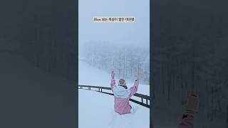 폭설이 내린 날 #강원도가볼만한곳 #대관령양떼목장 #폭설 #강원도여행 #snow
