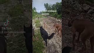 boarding with souljapup kennels #dog #puppy