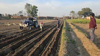 आज भी सत्तर परसेंट गन्ना के किसान इस तरीके से करते हैं गन्ना बुआई इसमें थोड़ा सा बदलाव  जरूरी