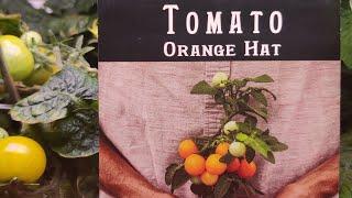 Taste test | Orange hat tomato