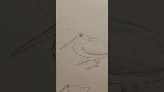 meep tutorial #americanwoodcock #meep #tutorial