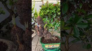 Cây cảnh