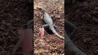 Oriental Garden Lizard lay eggs in the ground #shorts #mrbebylike #short #lizard