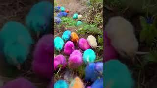 Wow funny cutie colour chicken chicks | murgi k chote chote chuja | Chicken chicken  sound #shorts