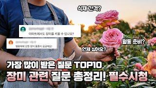 (장미 Q&A) 자주 묻는 질문 BEST 10! 장미 키우기 전 필수 시청 