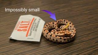 Buying the smallest rattlesnake in the world.