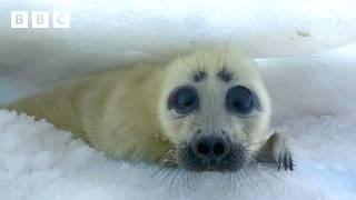 Mum saves baby seal with a clever trick to help it swim  - BBC