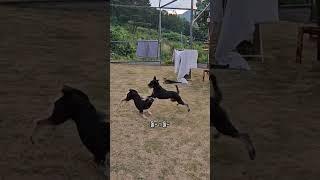 갱상도집사와 지랄묘,지랄견들ㅋㅋㅋ    #cute #고양이 #강아지와고양이