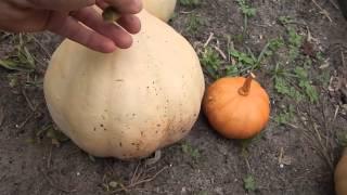 Seminole Pumpkins: Easy to Grow Yet Strangely Variable in Genetics