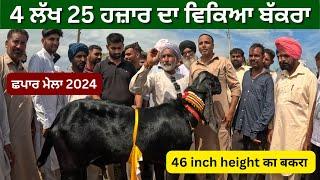 46 inch height ka bakra 4 ਲੱਖ 25 ਹਜ਼ਾਰ ਦਾ ਵਿਕਿਆ ,, ਛਪਾਰ ਮੇਲਾ 2024