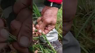 survival uk - nomad rope making #survival #bushcraft #nomads #camping