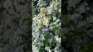 Nature️