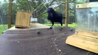 Smartest Bird (the intelligent raven solves the puzzle)