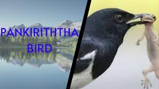 pankiritta | birds | sri lankan birds | bird world | polkichcha