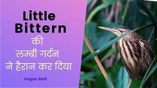 Are Little Bitterns endangered I Little Bittern in its Habitat #little #bittern