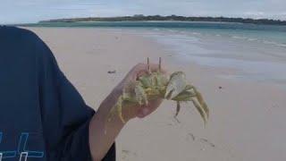 Zanzibar crabs