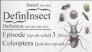 DefinInsect: Episode 3 - Coleoptera | Insect Taxonomy and Classification