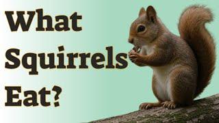  What Squirrels Eat: Their Diet and What Not to Feed Them