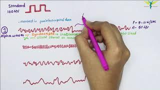 Electroencephalogram (EEG) | Waves | Physiology