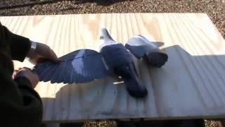 INSTRUCTIONAL - PRO FLAP pigeon decoys from A1 Decoy