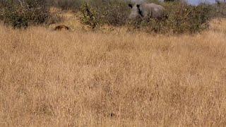 Male lion sleeping doesn't realise he's not the biggest beast in the jungle