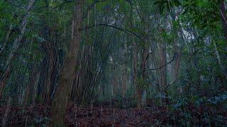 【杜比音效】空山新雨後，天氣晚來秋！森林深處舒緩的小雨聲10小時，適合睡覺的小雨聲，助眠的雨聲，真實雨聲asmr，治愈助眠，放鬆解壓白噪音，平和的雨聲，睡​​眠用BMG，學習用BMG，ptsd