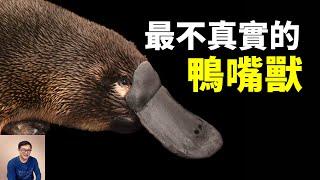 鴨嘴獸：最不真實的物種，卻可能會拯救全人類！會產卵、電感應、有毒液的哺乳動物！【老肉雜談】#動物 #野生動物 #鴨嘴獸 #platypus