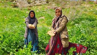 Nomadic life: Kuhgol's family went to the mountain and nature to find wild mushrooms