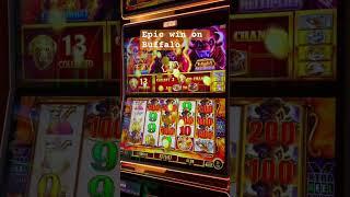 Epic win on Buffalo #gamble #gambling #casino #slotmachine #buffaloslots #buffalo #slotmachine