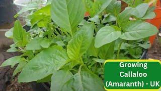 Growing Callaloo (Amaranth) - UK -