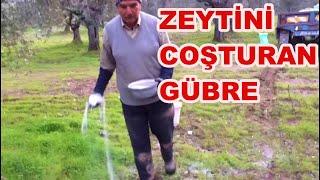 Zeytin Verimi Artırımında Şeker Gübre Ne Zaman Atılır? Nasıl Atılır?