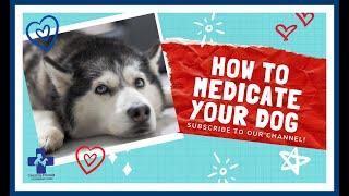 How to Medicate Your Dog (giving your pet a pill)