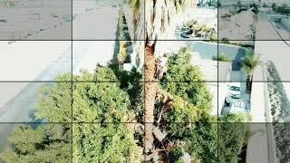 뒷뜰 26 M 야자수 가지치기, 드론 영상.85 Feet Palm tree pruning in my back yard  , drone footage