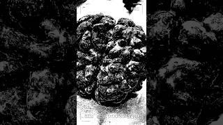 Artificial Intelligence vs. Brain? inception