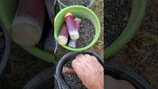 How to Grow Sugar Cane from Cuttings